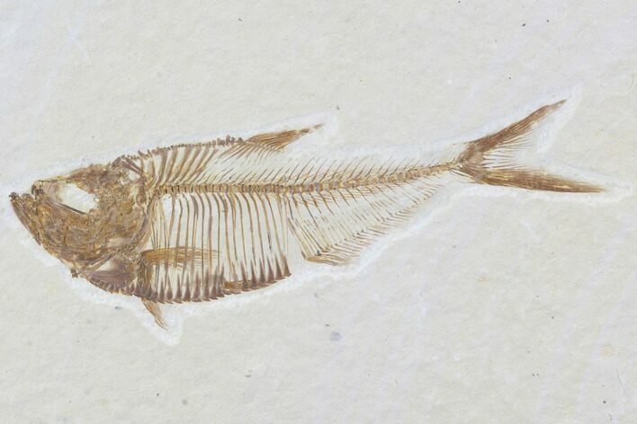 Diplomystus Fossil Fish - Wyoming #93991